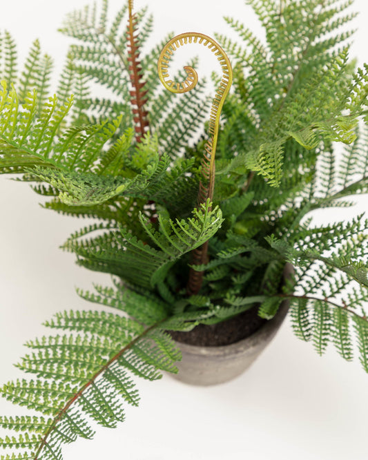 Filicopsida artificial plant