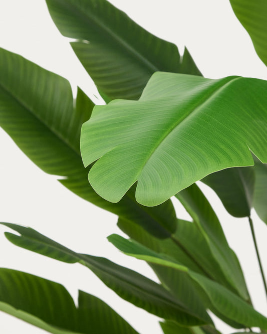 Artificial Banana plant in black pot 210 cm